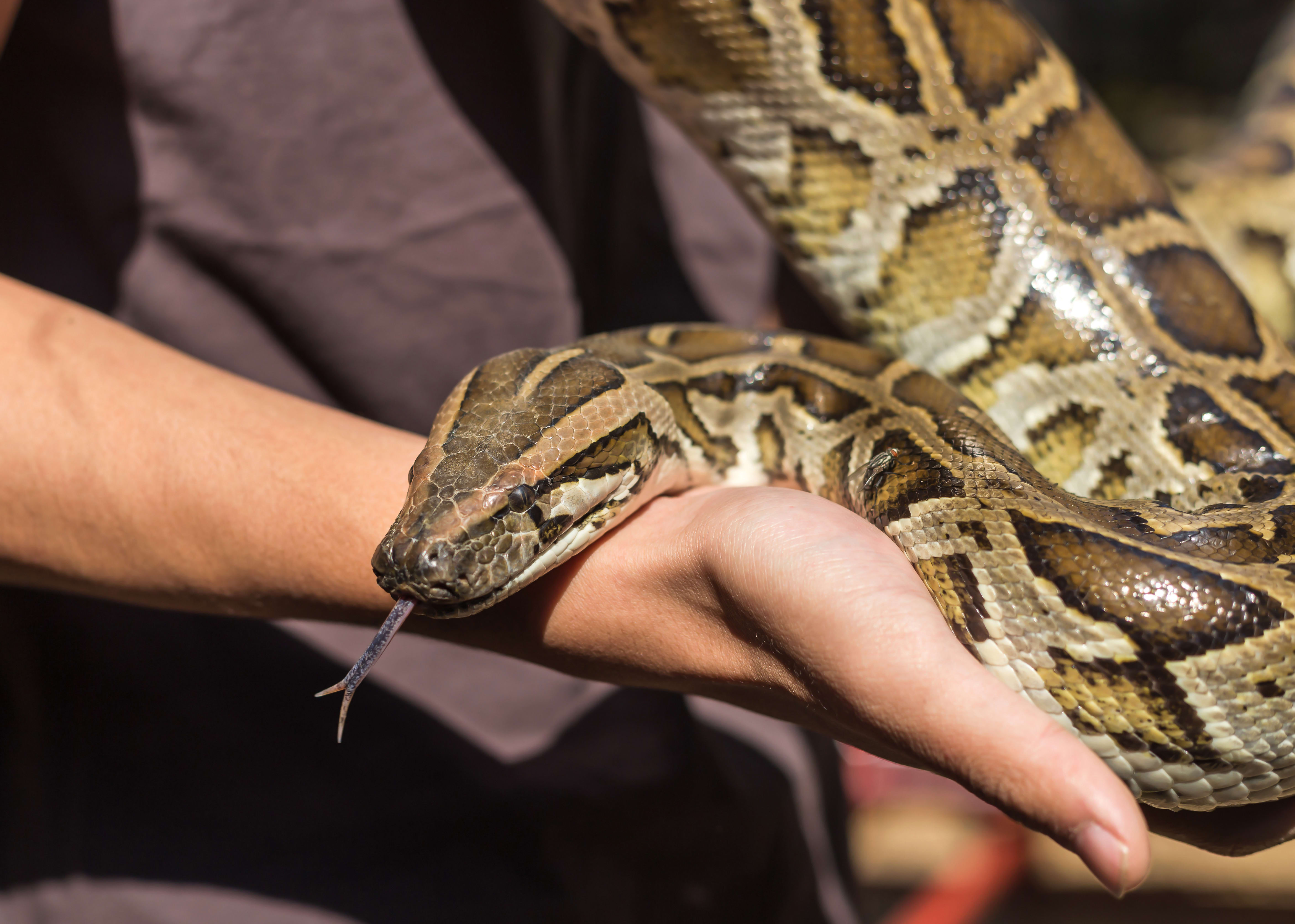 Are Burmese Pythons Dangerous To Humans 